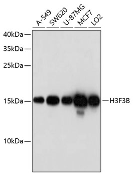 H3F3B Rabbit Polyclonal Antibody