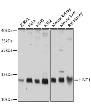 HINT1 Rabbit Polyclonal Antibody