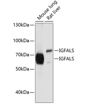 IGFALS Rabbit Polyclonal Antibody