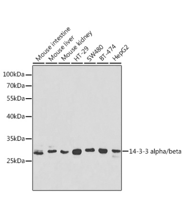 14-3-3 alpha/beta Rabbit Polyclonal Antibody