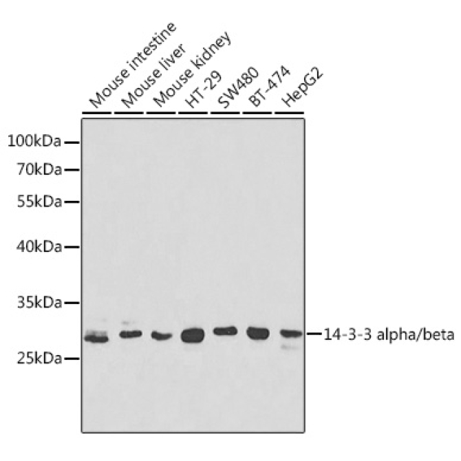 14-3-3 alpha/beta Rabbit Polyclonal Antibody