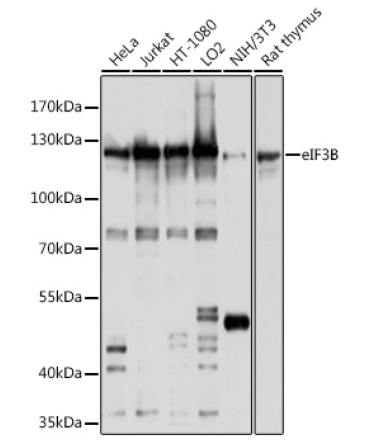 eIF3B Rabbit Polyclonal Antibody