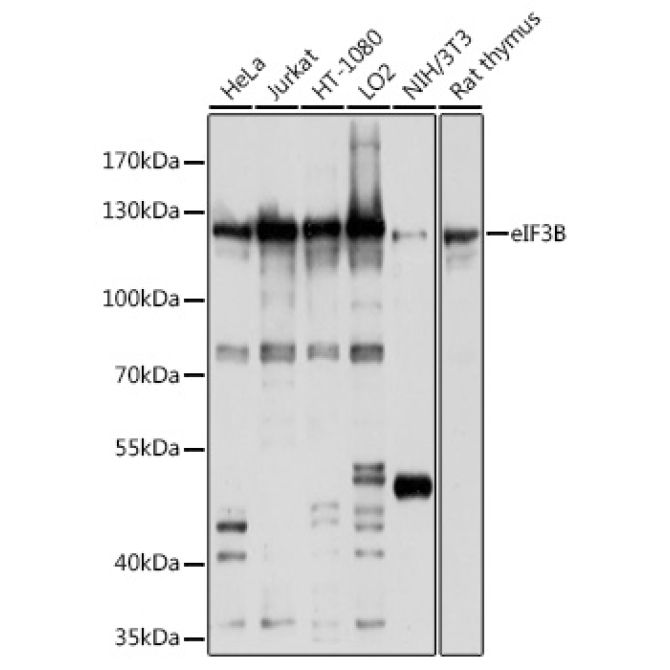 eIF3B Rabbit Polyclonal Antibody