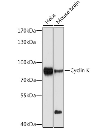 Cyclin K Rabbit Polyclonal Antibody