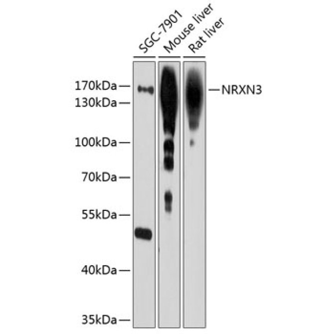 NRXN3 Rabbit Polyclonal Antibody
