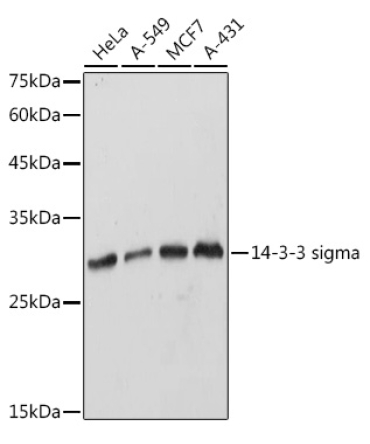 14-3-3 sigma Rabbit Polyclonal Antibody