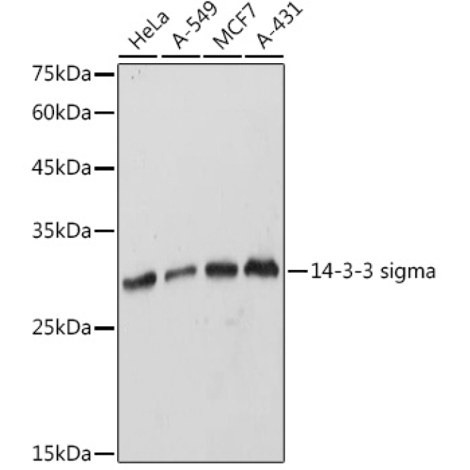 14-3-3 sigma Rabbit Polyclonal Antibody