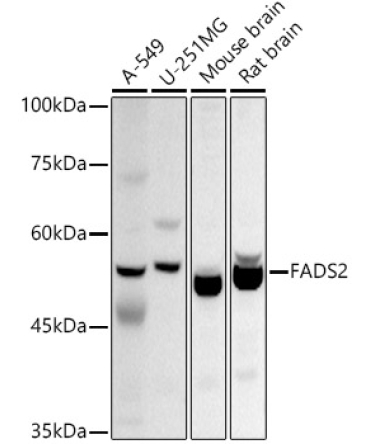 FADS2 Rabbit Polyclonal Antibody