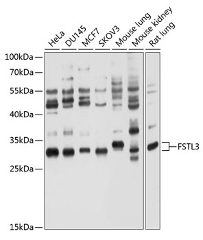 FSTL3 Rabbit Polyclonal Antibody
