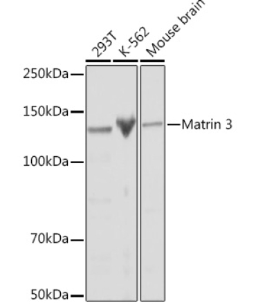 Matrin 3 Rabbit Monoclonal Antibody