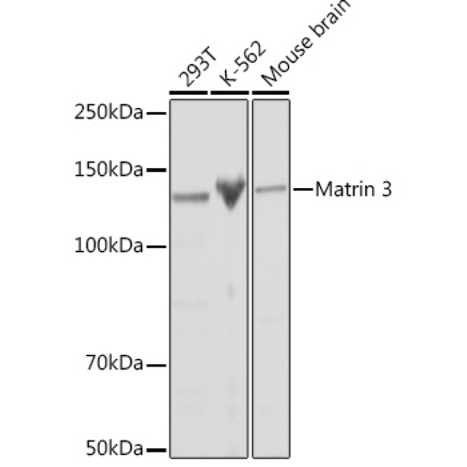 Matrin 3 Rabbit Monoclonal Antibody