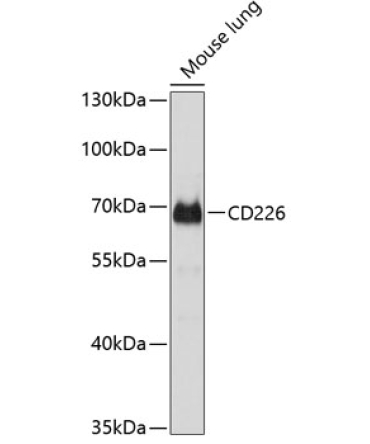 CD226 Rabbit Polyclonal Antibody