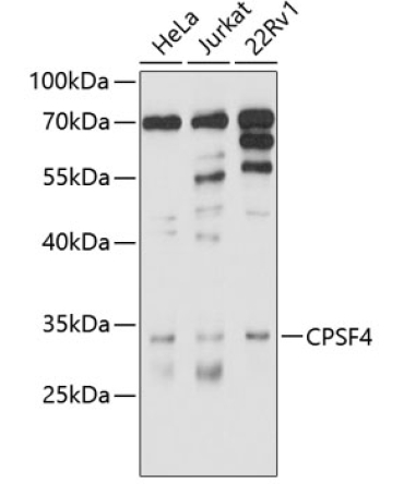 CPSF4 Rabbit Polyclonal Antibody
