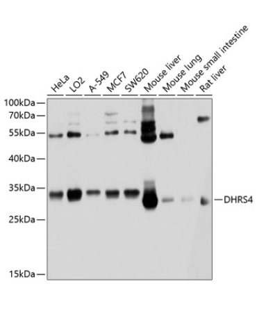 DHRS4 Rabbit Polyclonal Antibody
