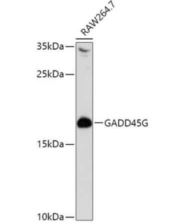GADD45G Rabbit Polyclonal Antibody