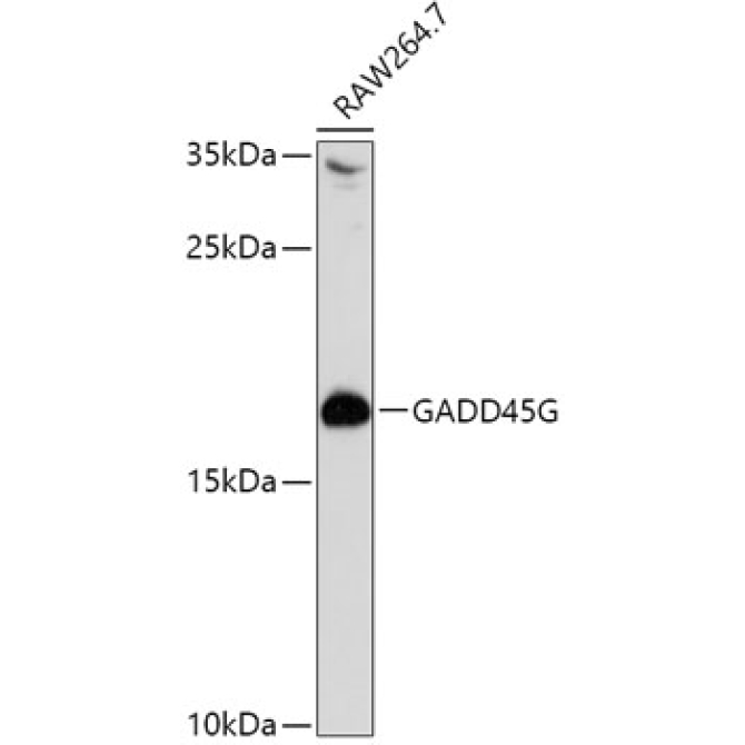 GADD45G Rabbit Polyclonal Antibody