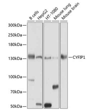 CYFIP1 Rabbit Polyclonal Antibody