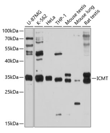 ICMT Rabbit Polyclonal Antibody