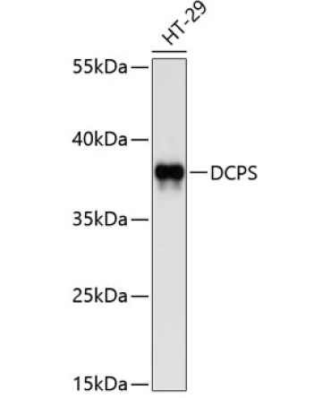 DCPS Rabbit Polyclonal Antibody