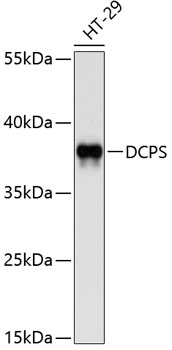 DCPS Rabbit Polyclonal Antibody