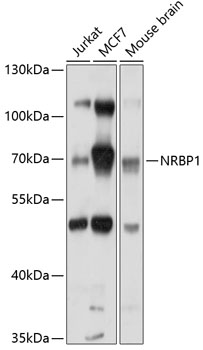 NRBP1 Rabbit Polyclonal Antibody