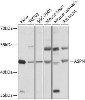 ASPN Rabbit Polyclonal Antibody