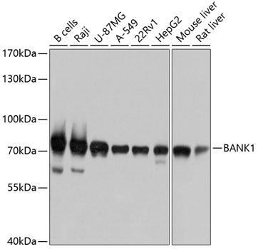 BANK1 Rabbit Polyclonal Antibody