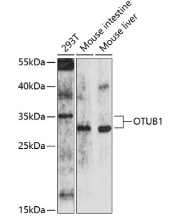 OTUB1 Rabbit Polyclonal Antibody