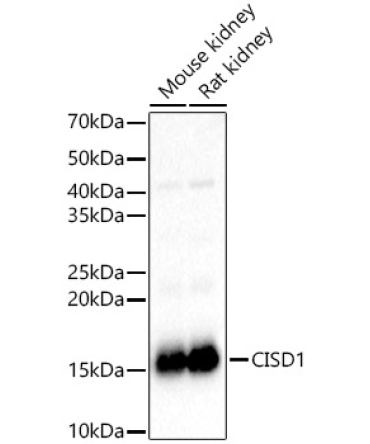CISD1 Rabbit Polyclonal Antibody