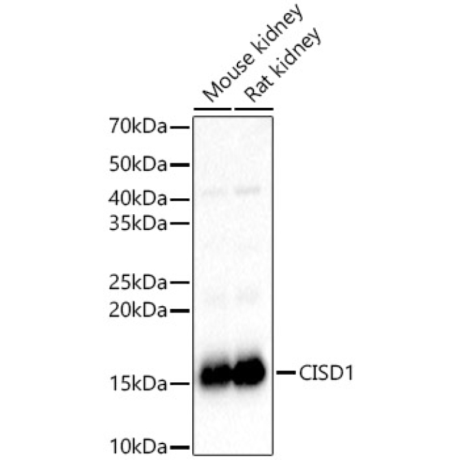 CISD1 Rabbit Polyclonal Antibody