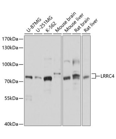 LRRC4 Rabbit Polyclonal Antibody