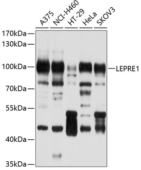 LEPRE1 Rabbit Polyclonal Antibody