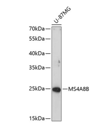 MS4A8B Rabbit Polyclonal Antibody