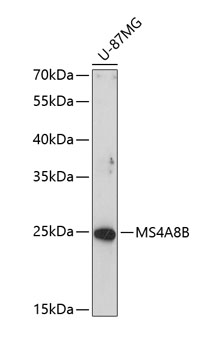 MS4A8B Rabbit Polyclonal Antibody