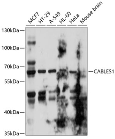CABLES1 Rabbit Polyclonal Antibody