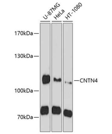 CNTN4 Rabbit Polyclonal Antibody