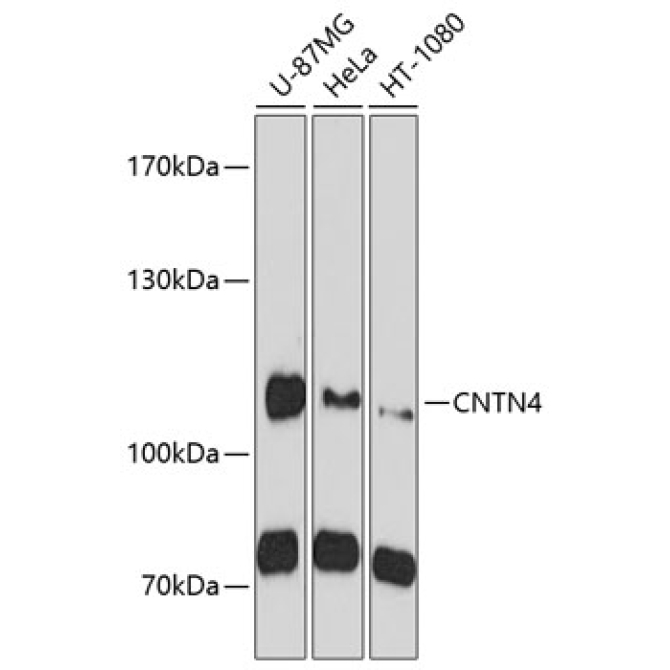CNTN4 Rabbit Polyclonal Antibody