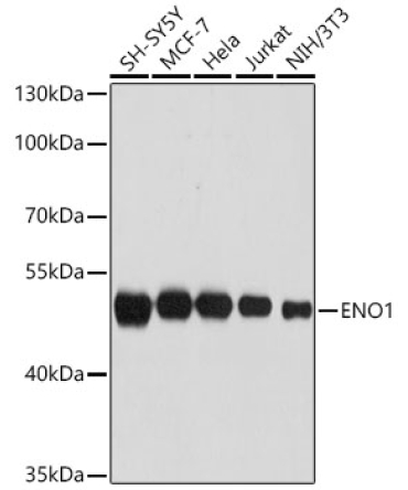 ENO1 Rabbit Polyclonal Antibody