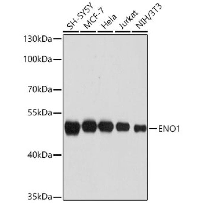 ENO1 Rabbit Polyclonal Antibody