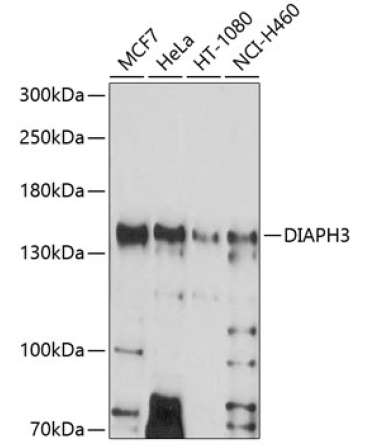 DIAPH3 Rabbit Polyclonal Antibody