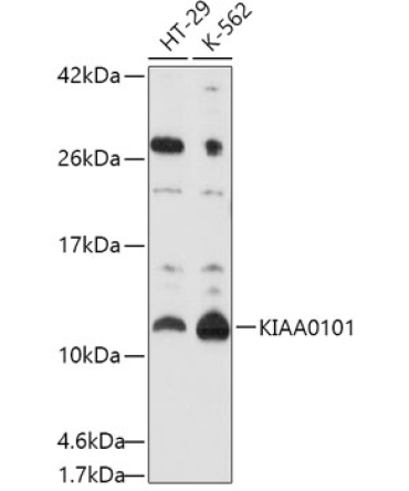 KIAA0101 Rabbit Polyclonal Antibody