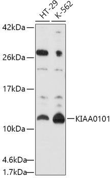 KIAA0101 Rabbit Polyclonal Antibody