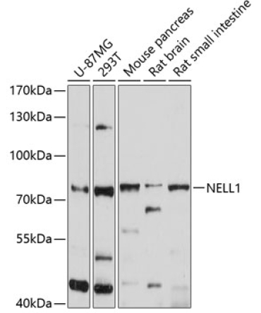 NELL1 Rabbit Polyclonal Antibody