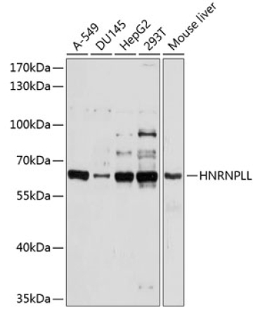 HNRPLL Rabbit Polyclonal Antibody