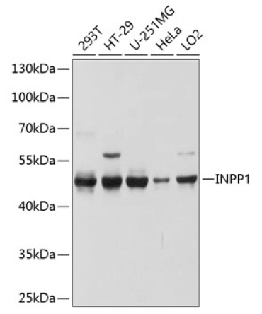 INPP1 Rabbit Polyclonal Antibody