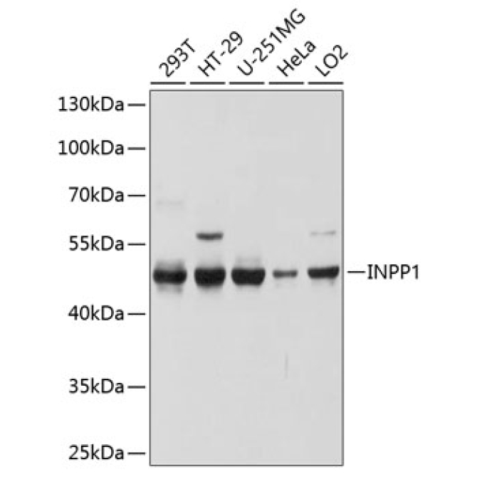 INPP1 Rabbit Polyclonal Antibody