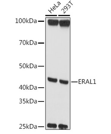 ERAL1 Rabbit Polyclonal Antibody