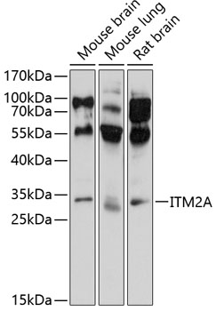 ITM2A Rabbit Polyclonal Antibody
