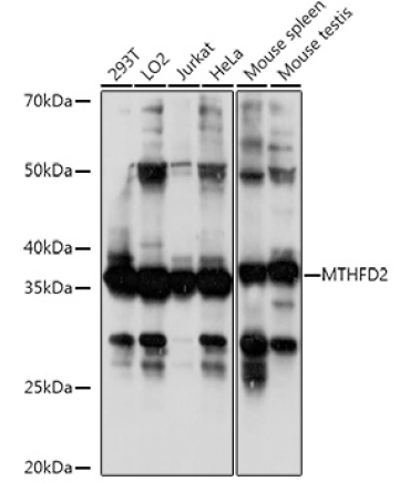 MTHFD2 Rabbit Polyclonal Antibody