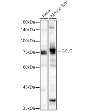 GCLC Rabbit Polyclonal Antibody